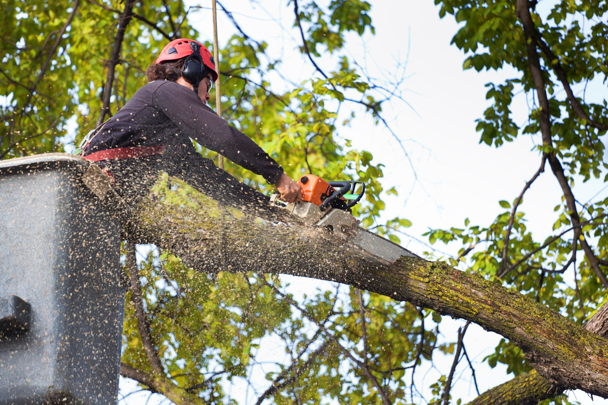 tree service in cedar grove